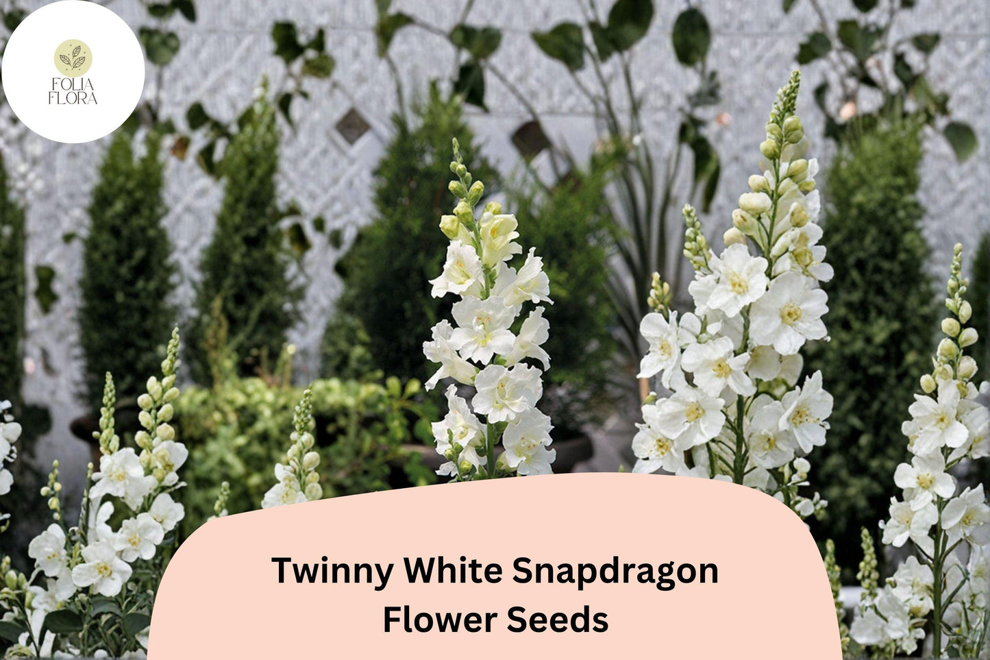 1000+ Twinny White Snapdragon Seeds | Antirrhinum majus | Double Pure White Blooms for Borders & Pots