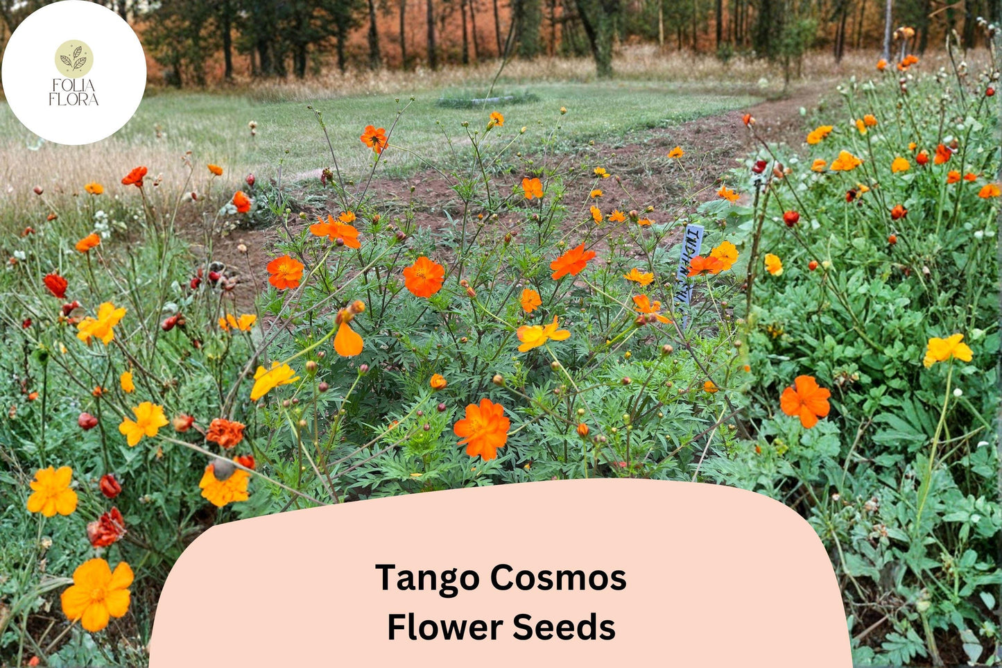 200+ Tango Cosmos Seeds | Cosmos sulphureus Fiery Orange Blooms | Hardy Annual Flower Seeds for Garden