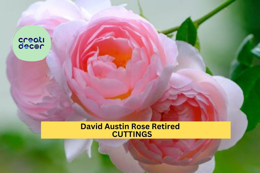 3 Pink English Garden Rose Cuttings – Fragrant Flowering Rose – Fresh Cut – Retired Variety