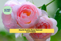 3 Pink English Garden Rose Cuttings – Fragrant Flowering Rose – Fresh Cut – Retired Variety