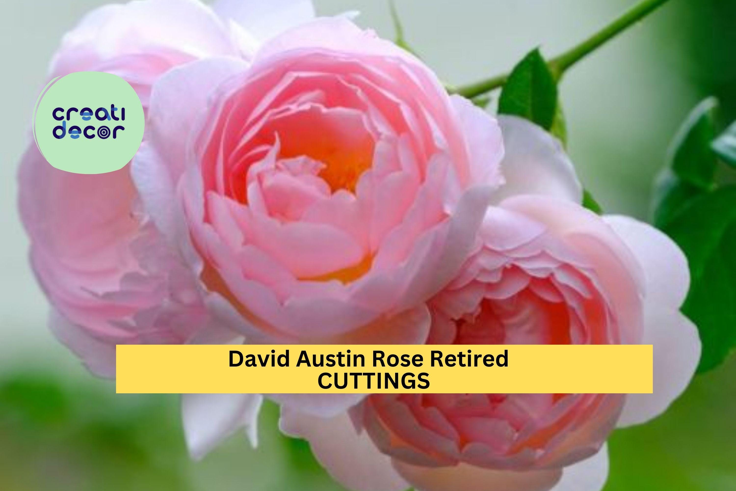 3 Pink English Garden Rose Cuttings – Fragrant Flowering Rose – Fresh Cut – Retired Variety