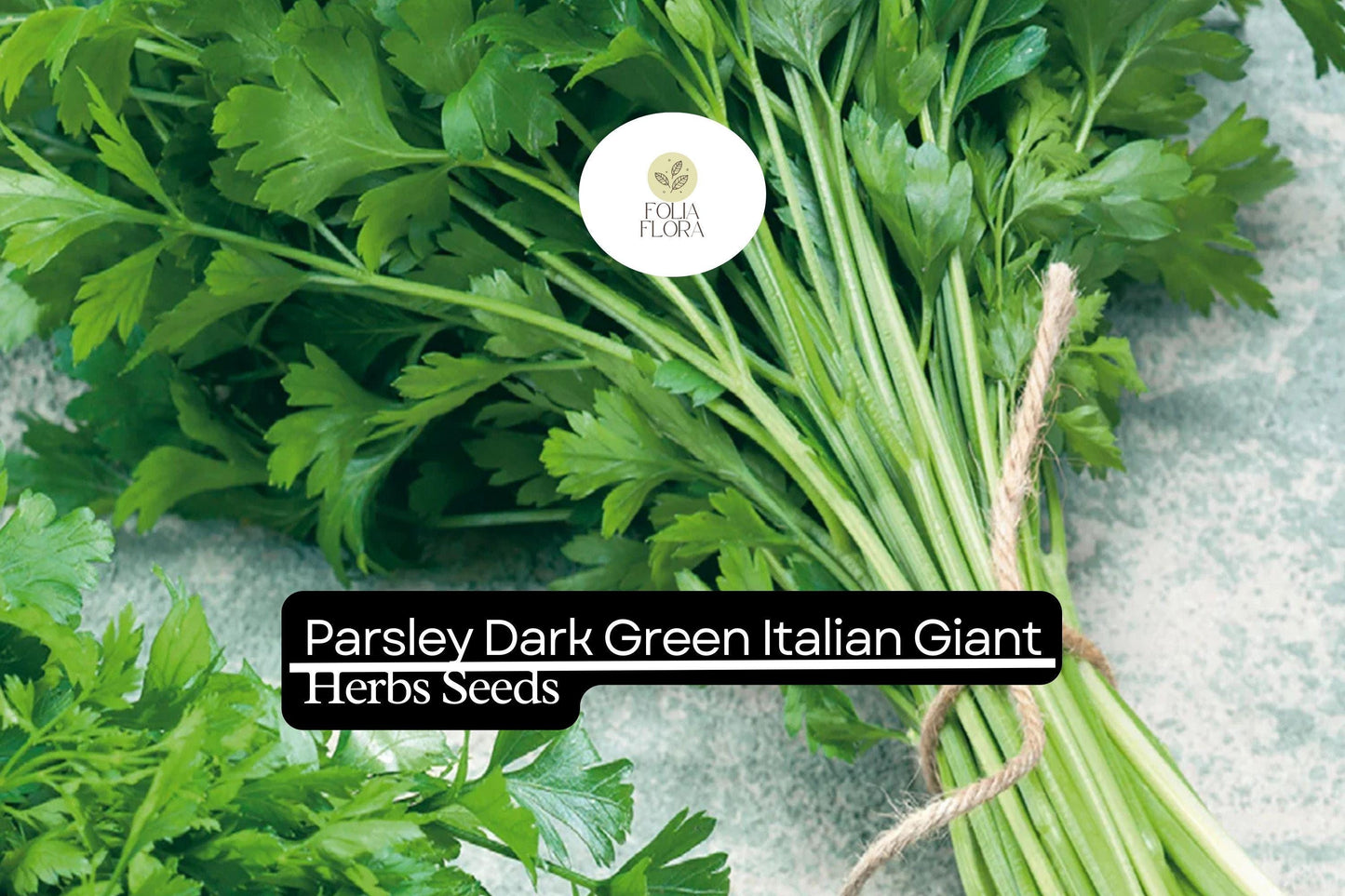 1000 Seeds Parsley Dark Green Italian Giant | Petroselinum crispum | Heirloom, Non-GMO Herb | Robust & Flavorful