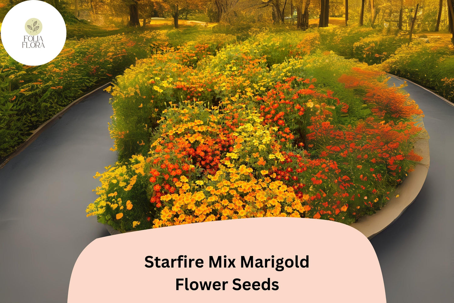 25+ Starfire Mix Marigold Seeds | Vibrant Single-Flower Tagetes for Borders, Pots & Garden Planting