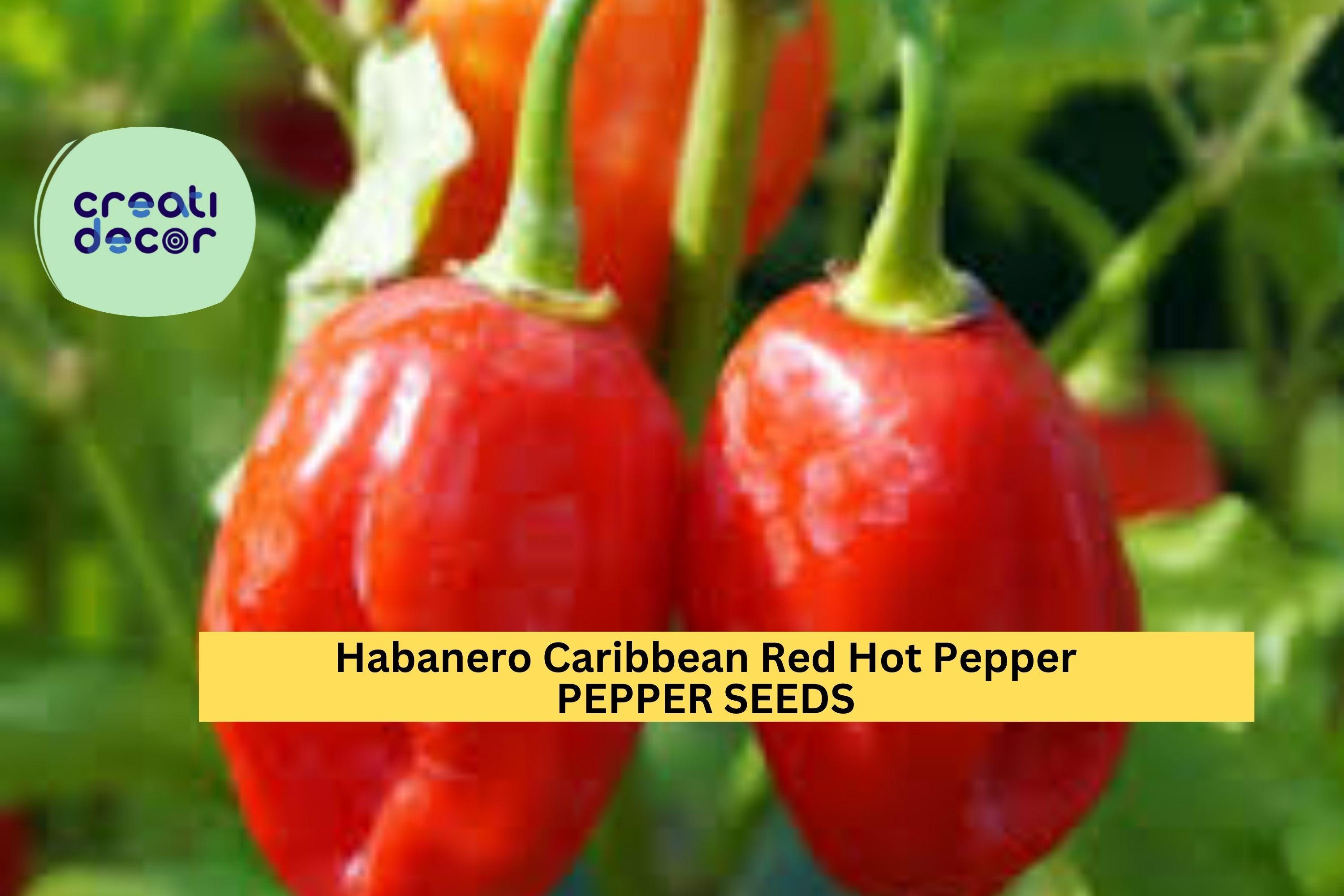 3pcs of 250mg Caribbean Red Habanero Pepper Seeds – Super Hot Chili for Spicy Lovers, Great for Salsas & Garden Growing Seeds for Planting
