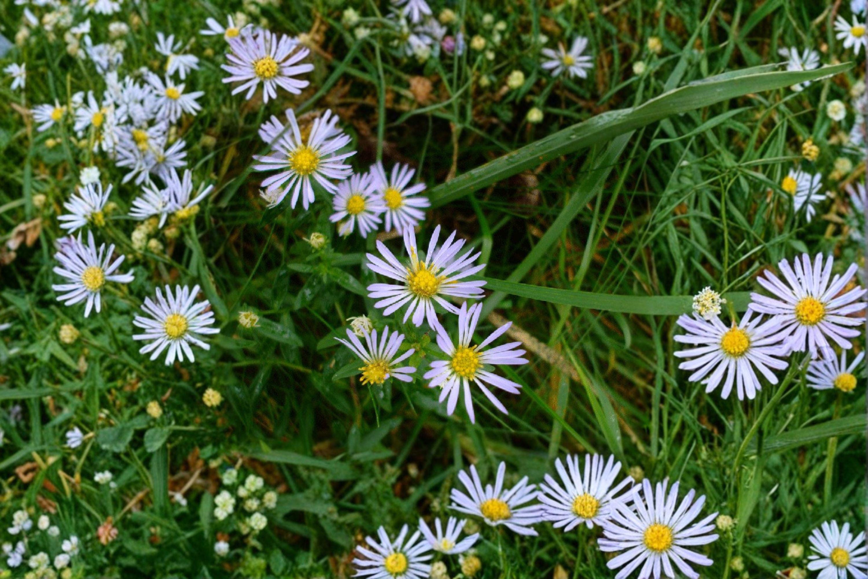Symphyotrichum novi-belgii – New York Aster | 100 Seeds | Native Purple Aster Wildflower | Pollinator Garden Plant