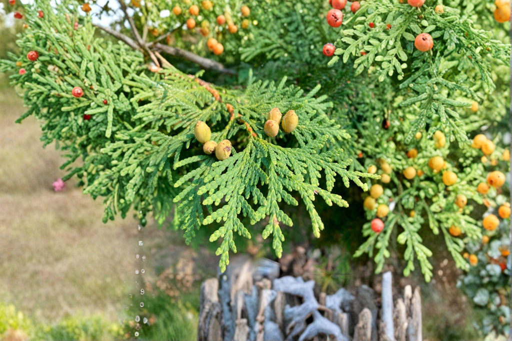Thuja occidentalis – Eastern Arborvitae Seeds | 50 Seeds | Northern White Cedar Evergreen Tree