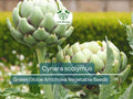 10 Green Globe Artichoke Seeds - Cynara scolymus | Heirloom Artichoke for Planting, Gardening & Culinary Use | Large, Tender Buds