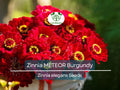200 Zinnia Meteor Seeds - Burgundy Red Flowers for Pollinators | Zinnia elegans Non-GMO, Heirloom, Attracts Butterflies & Bees