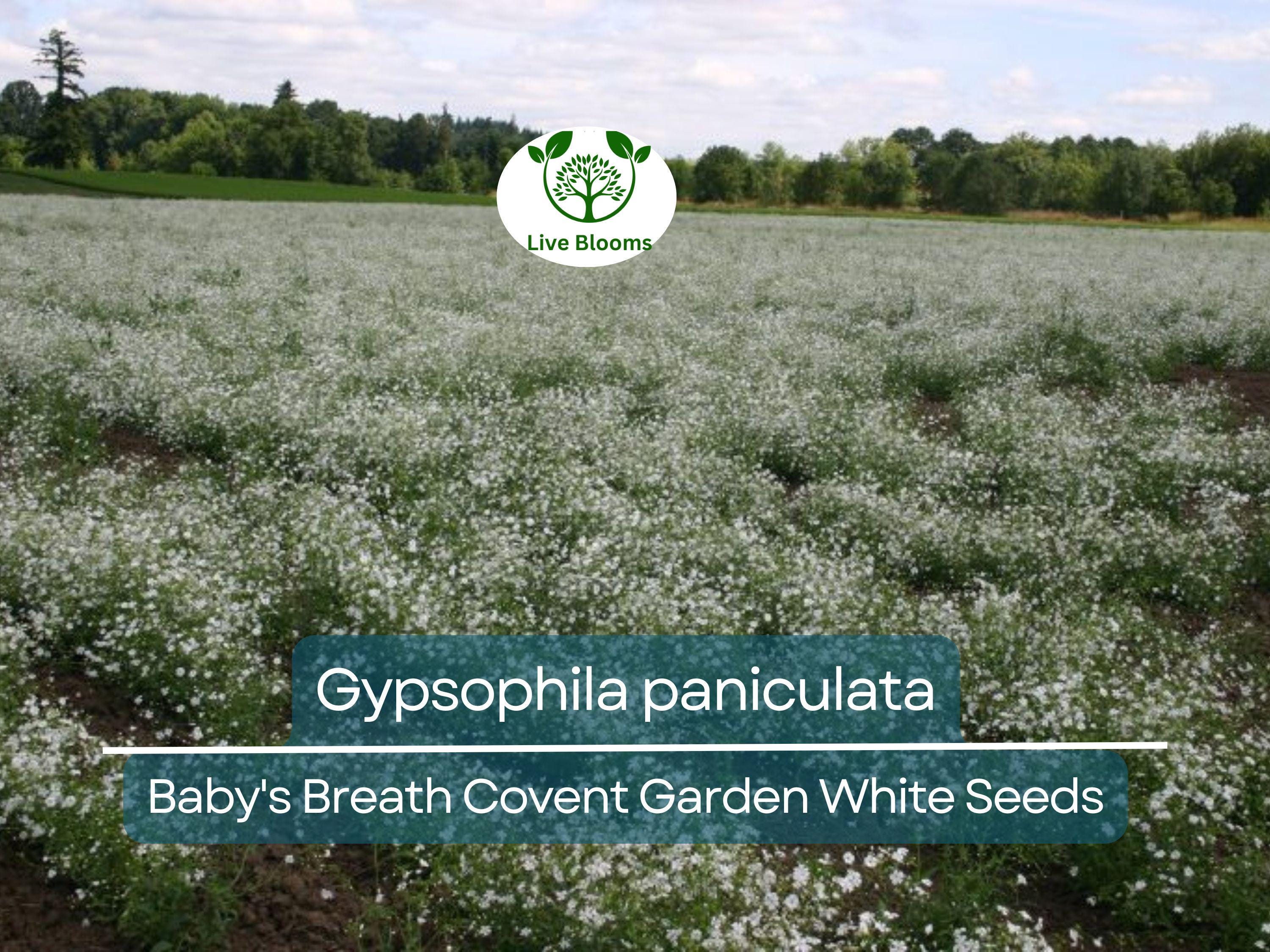 100 Seeds Baby's Breath Covent Garden White (Gypsophila paniculata) - White Flowers for Planting, Wedding, Perennial, Drought Tolerant