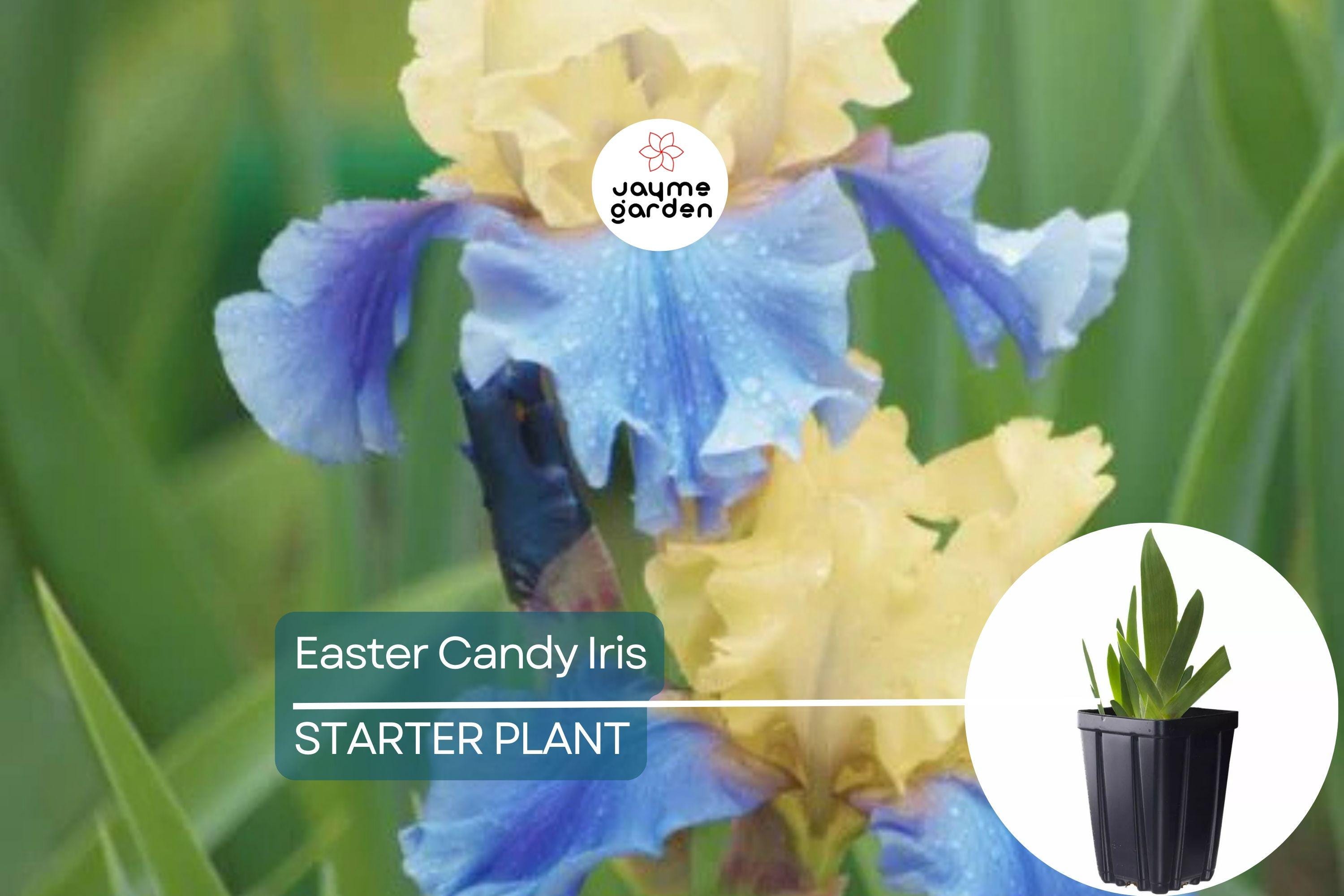 Easter Candy Iris Plant – Quart Pot | Large Blue & Yellow Flowers | Perennial, Deer Resistant, Hardy Zones 3-10 | 37" Tall