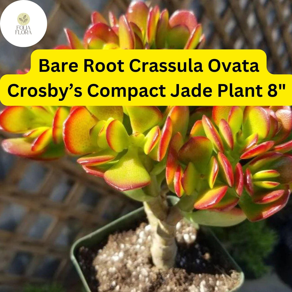 1 Bare Root Live Plant 8" Succulent Crassula Ovata ‘Crosby’s Compact’ Jade Plant | Dwarf Jade, Low-Maintenance, Indoor/Outdoor Houseplant