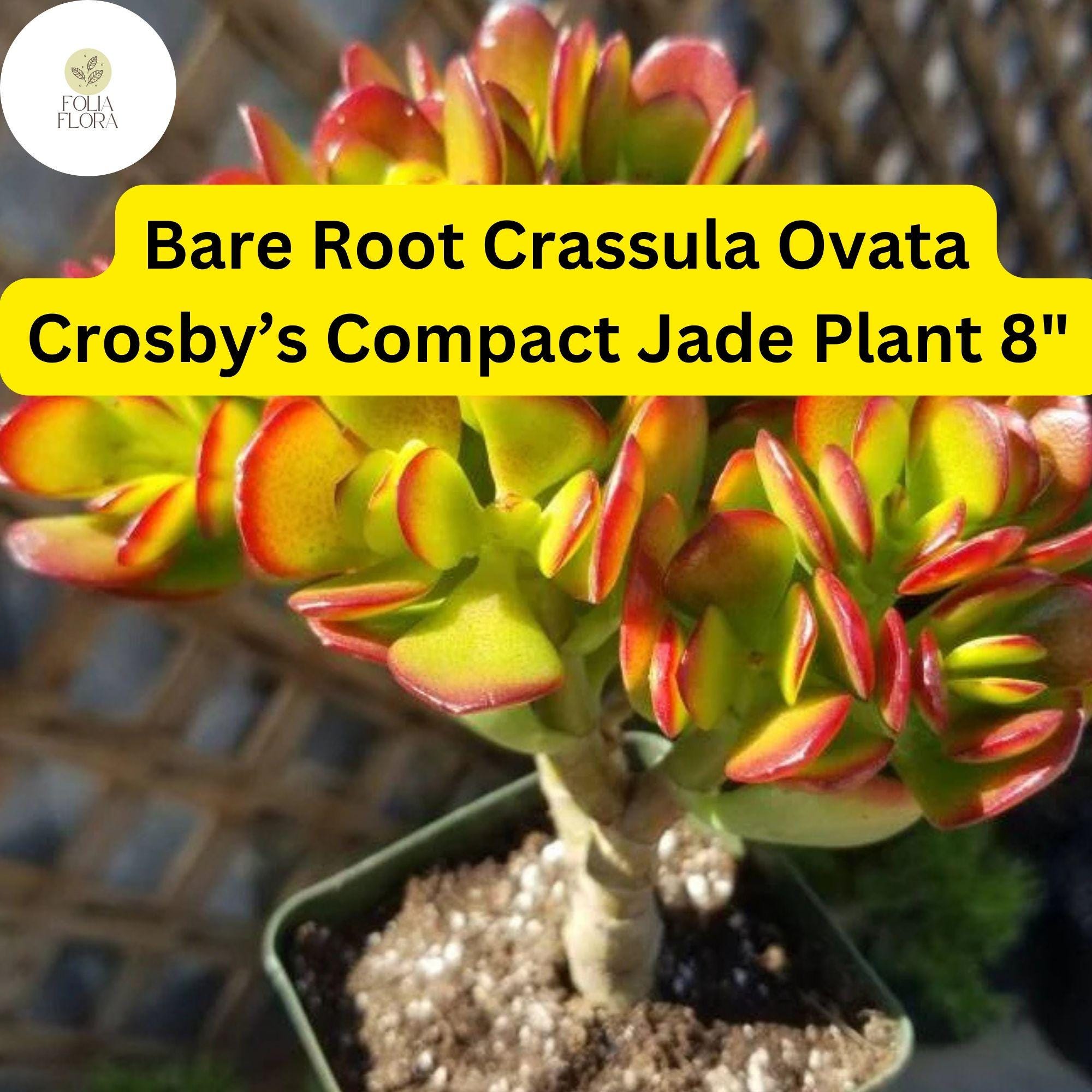 1 Bare Root Live Plant 8" Succulent Crassula Ovata ‘Crosby’s Compact’ Jade Plant | Dwarf Jade, Low-Maintenance, Indoor/Outdoor Houseplant