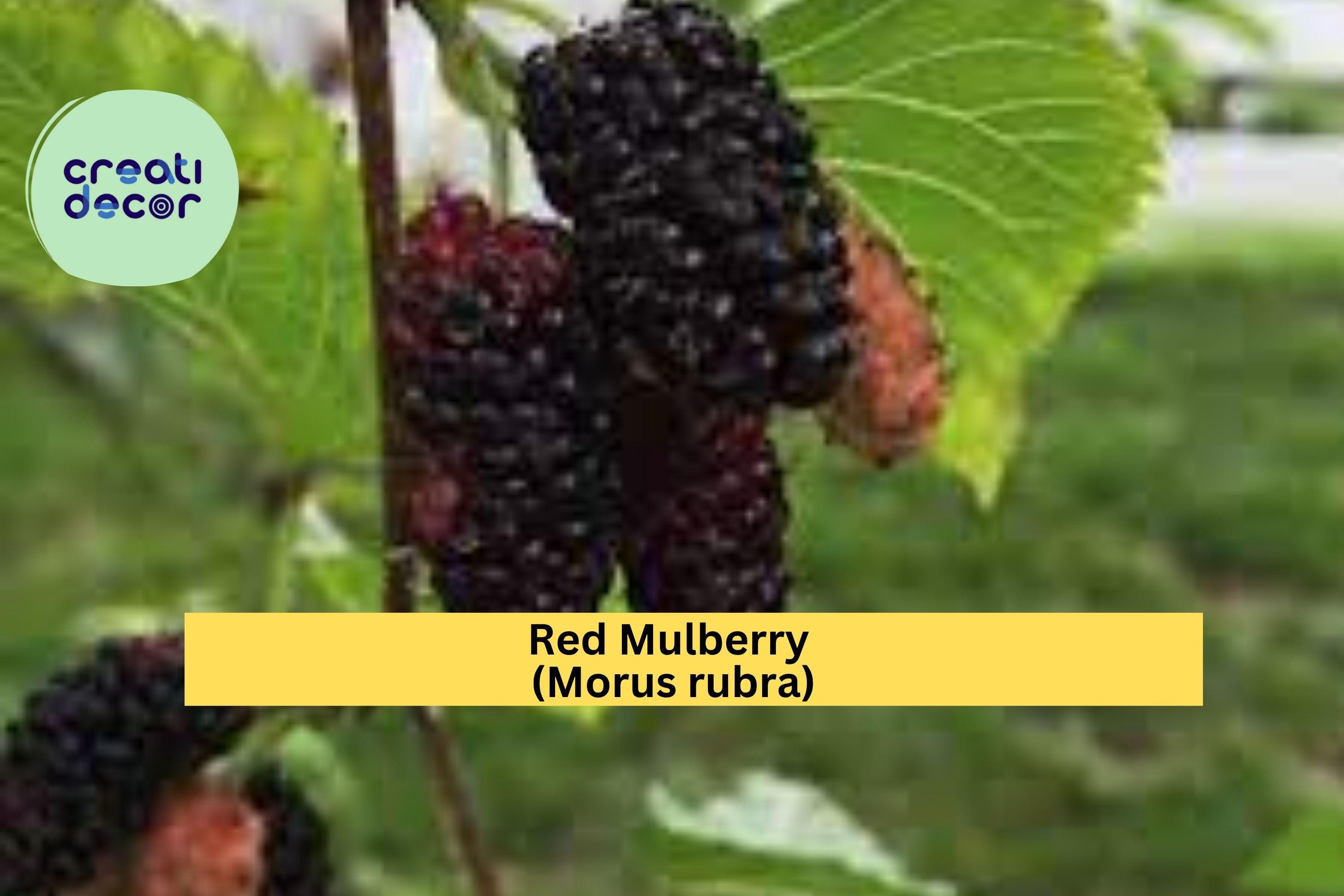 Red Mulberry Tree – Morus rubra Live Plant (Non-Dwarf) Hardy Native Fruit Tree with Sweet Berries for Orchards & Wildlife Gardens Zones 4-9
