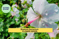 25+ Biokovo Geranium Seeds – Soft Pink & White Blooms for Garden Planting, Perennial Groundcover for Shade or Sun – USA
