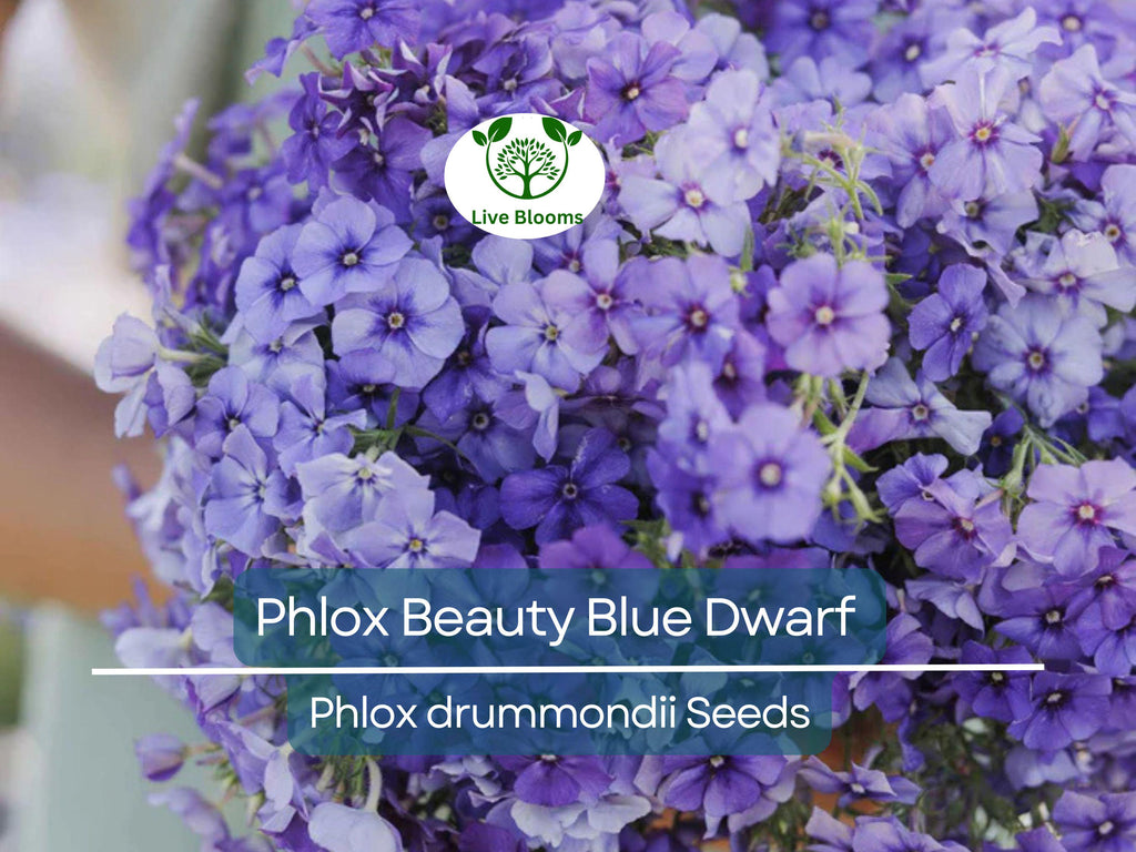 100 Phlox Beauty Blue Dwarf Seeds, Rare Blue Blooms, Pollinator Attractor, Non-GMO, Compact Perennial for Garden, Blue Phlox Flowers