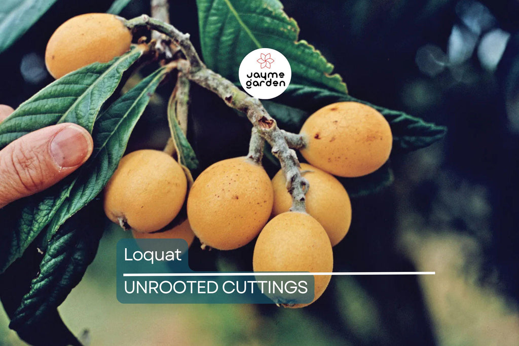 Loquat Tree  – Sweet Juicy Tropical Fruit Tree – Ships in Pot – Ready to Plant