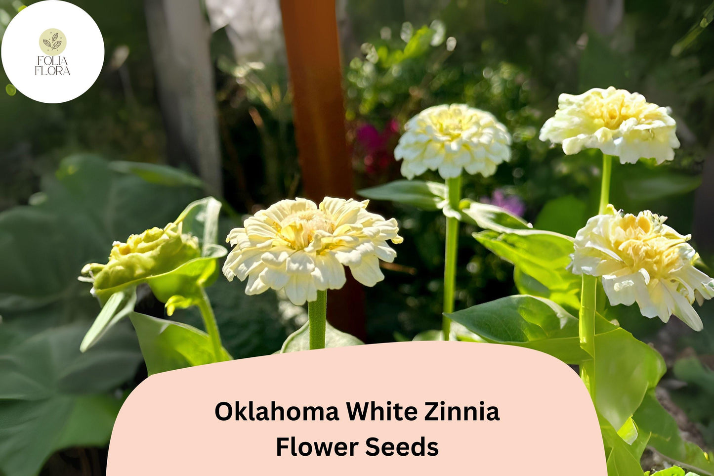 100+ Oklahoma White Zinnia Seeds – Long-Lasting Pure White Blooms, Cut Flower Garden Annuals