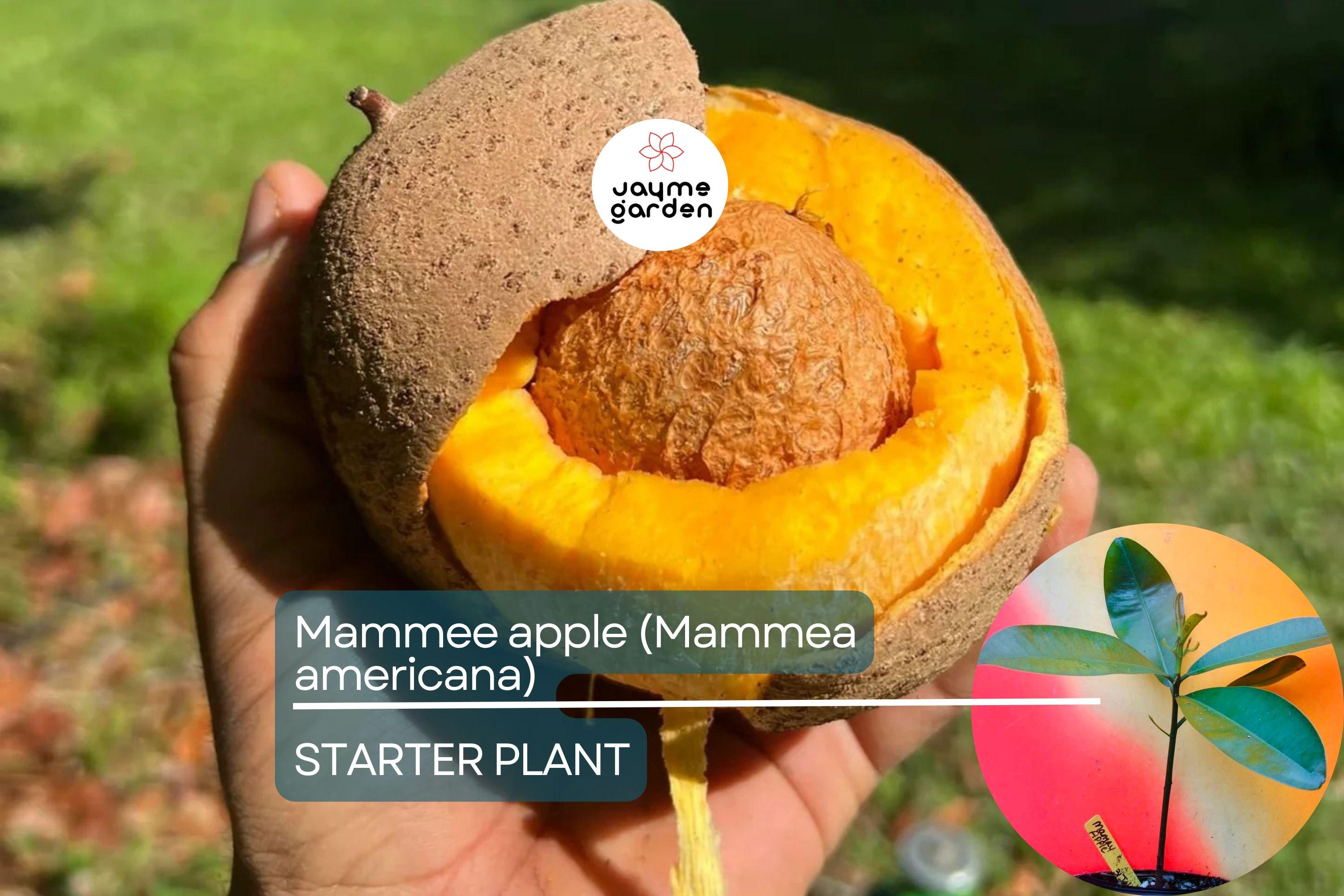 Mamme Apple Tree (Mammea americana) Live Fruit Tree 12”-24” | Grafted for Superior Growth, Exotic Tropical Flavor
