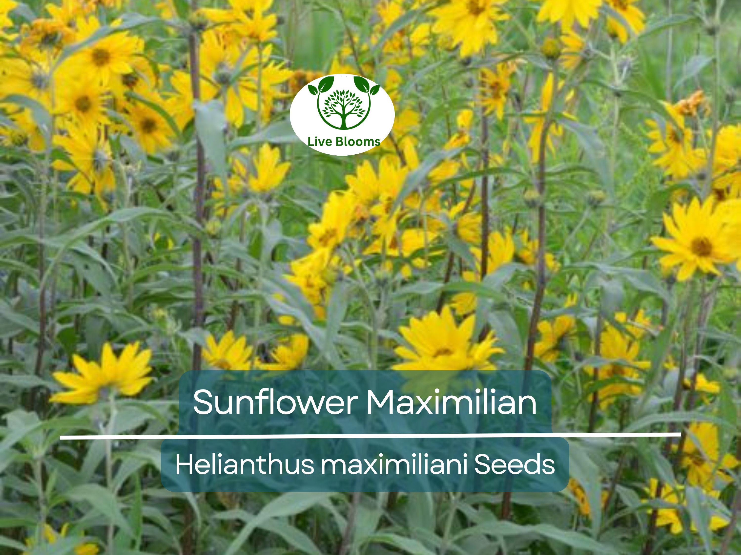 100 Seeds Sunflower Maximilian Perennial Flowers, Non-GMO, Attracts Butterflies & Finches, Helianthus maximiliani, Beautiful Garden Plant