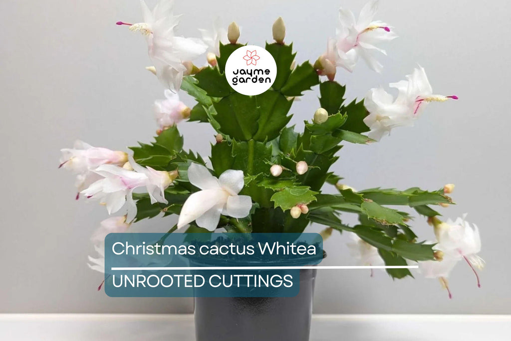 5 Christmas Cactus White Cuttings 4"-5" Unrooted | Easy-to-Propagate Holiday Cactus