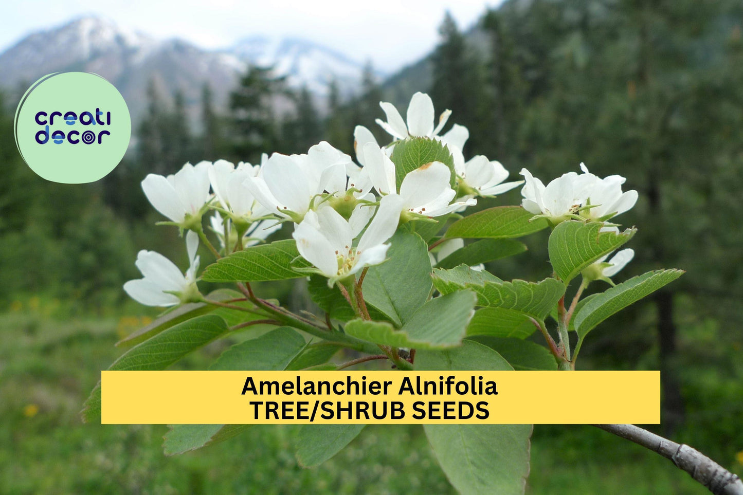 30 Seeds Amelanchier alnifolia – Saskatoon Shrub Tree Seeds for Planting | Hardy Native Plant with Spring Blooms Seeds for Planting