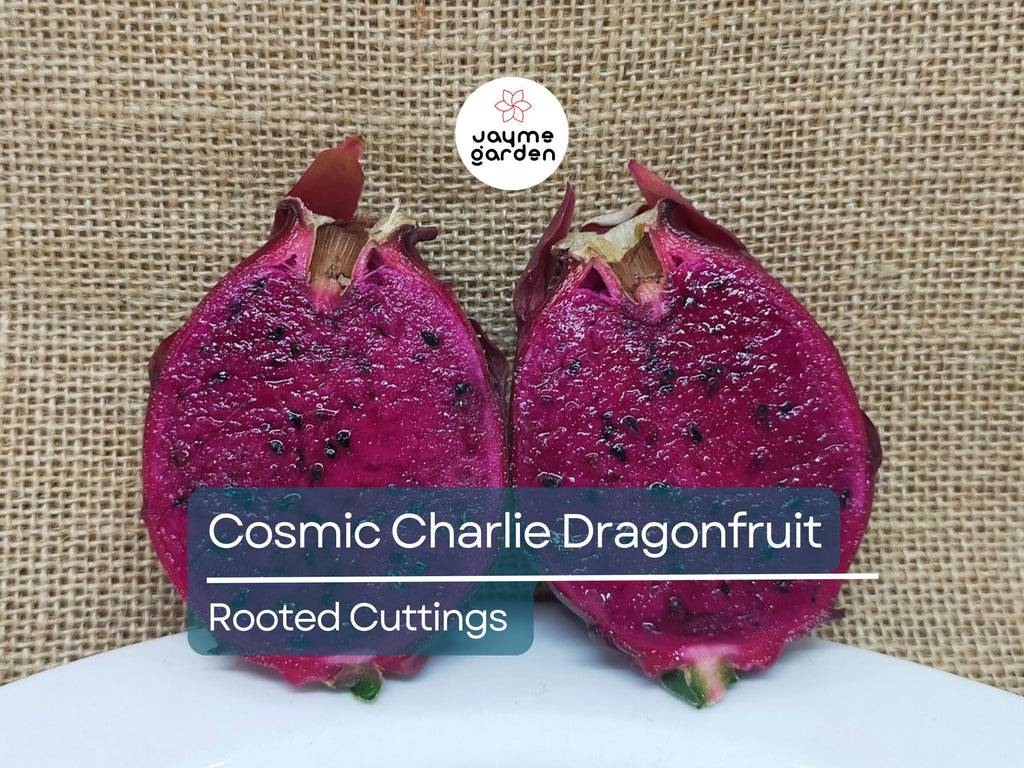 4 Rooted Cosmic Charlie Dragon Fruit Cuttings (Hylocereus Undatus) | 4-8 Inches Long, Ready to Plant | Unique Variegated Dragon Fruit