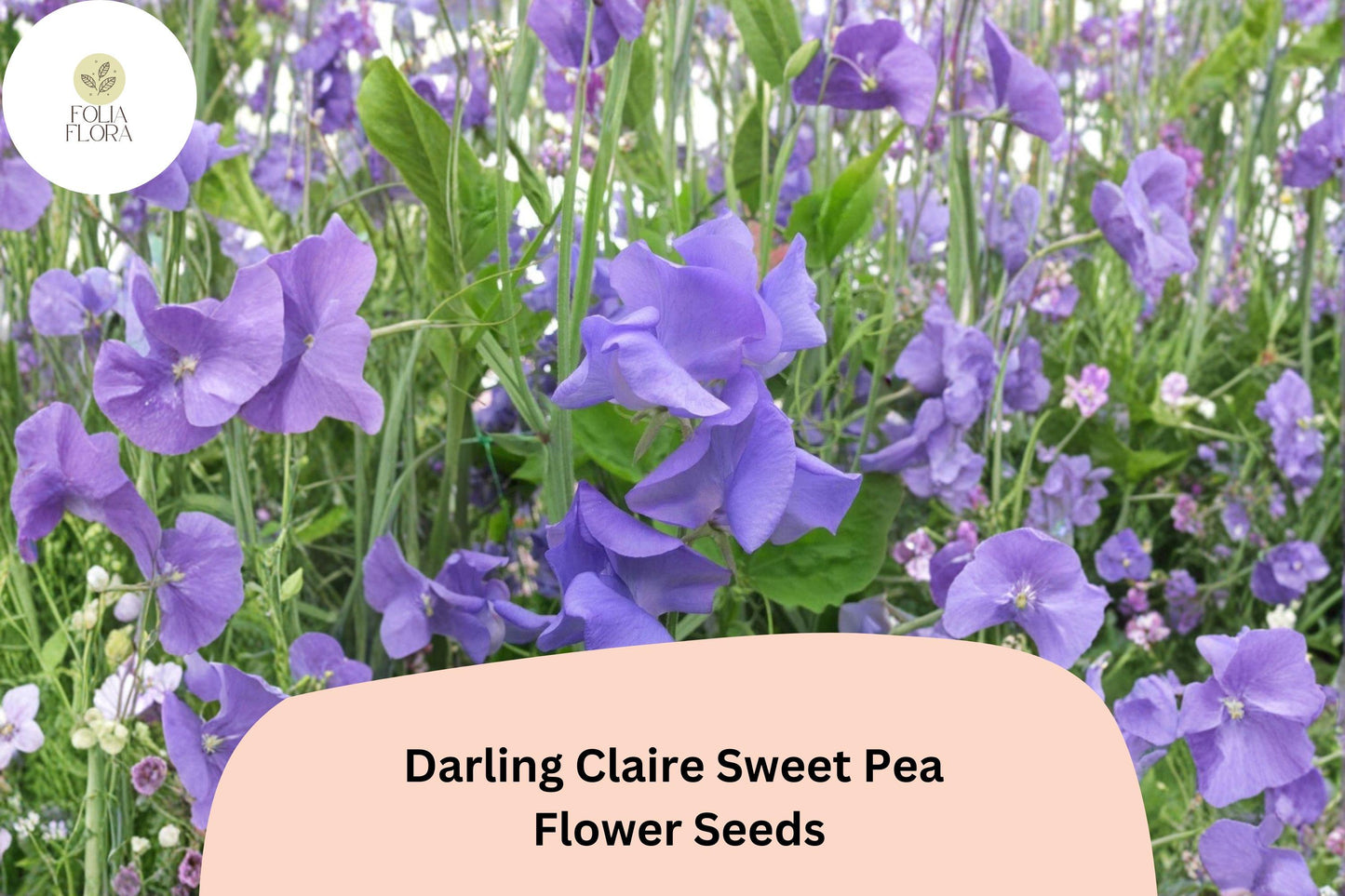 50+ Darling Claire Sweet Pea Seeds | Soft Purple Climbing Flowers for Trellis & Garden