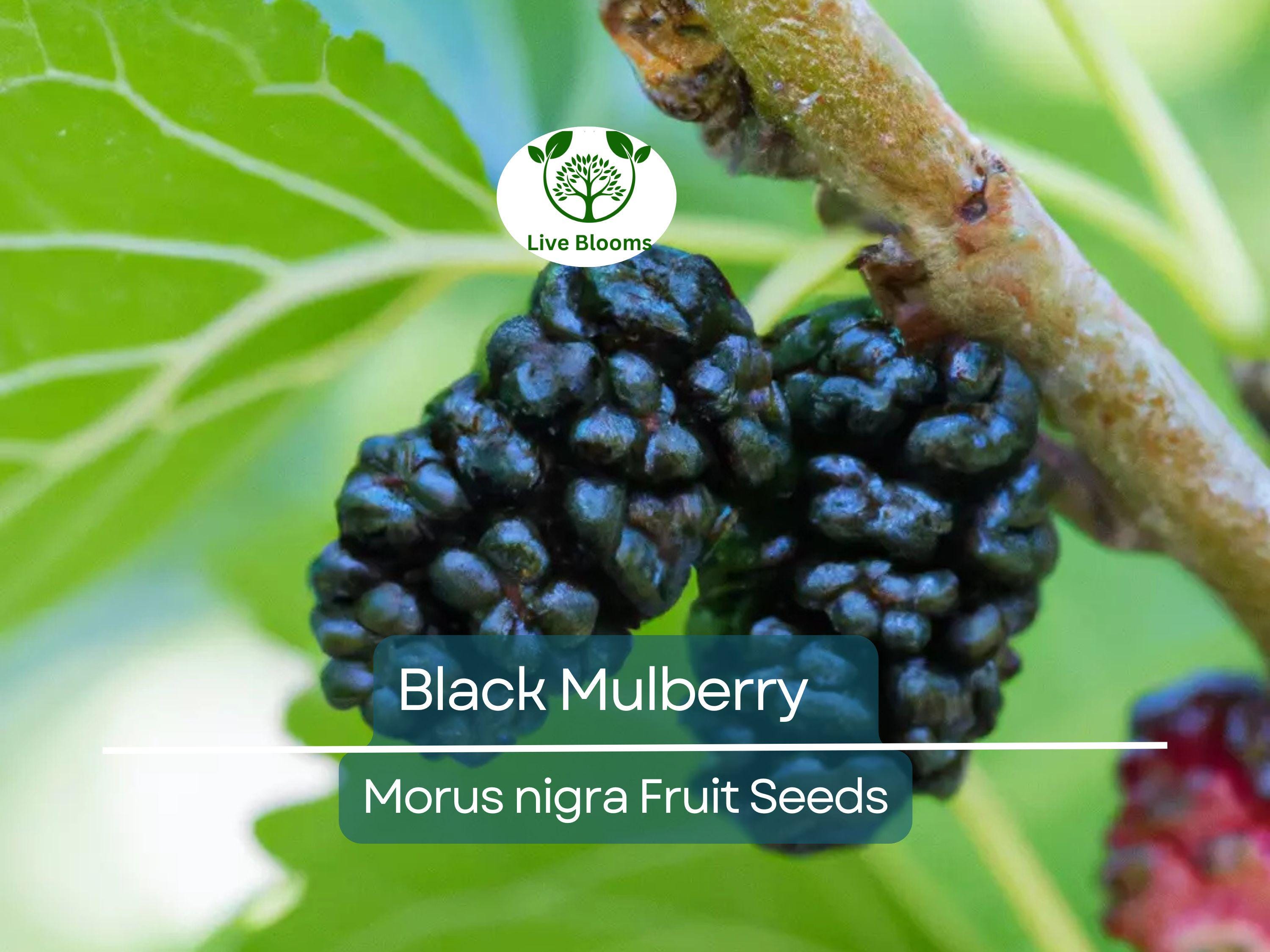 50 Black Mulberry Tree Seeds (Morus nigra), Sweet Edible Fruits, Hardy Tree, Fast Growing, Backyard Fruit, Garden Starter, Mulberry Bush