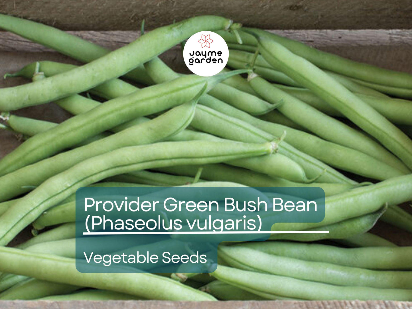 Provider Green Bush Bean 5 Gram Seeds For Planting - Heirloom Non-GMO Variety - High-Yield, Fast-Growing Beans for Garden Beds & Containers