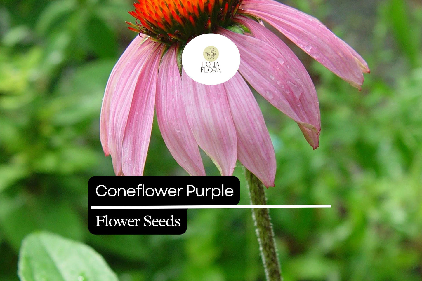 25 Seeds  Purple Coneflower (Echinacea purpurea) | Pollinator-Friendly | Drought-Tolerant Perennial, Vibrant Blooms