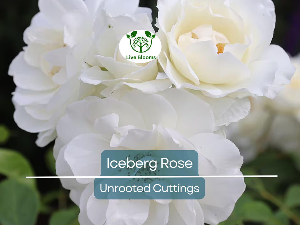 4 Iceberg Rose Unrooted Cuttings - Easy to Root, Rosa 'Iceberg', White Blooms, Perfect for Propagation, Garden or Landscape