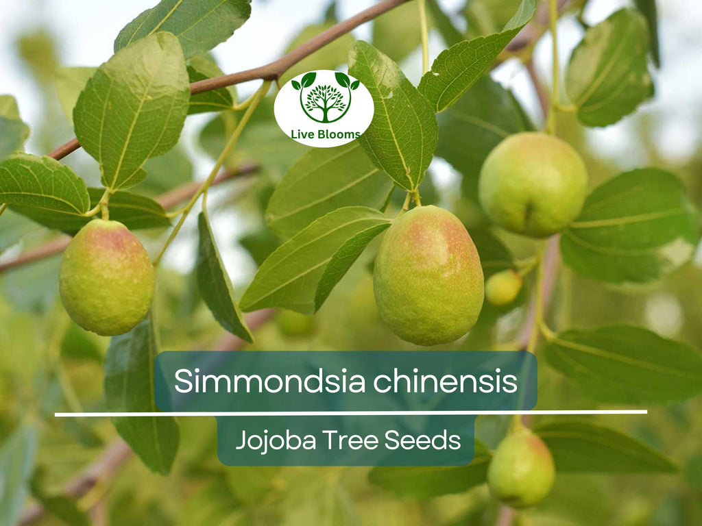 5 Seeds Jojoba (Simmondsia chinensis) for Planting | Hardy Shrub for Sustainable Landscaping, Oil Production & Wildlife Habitat
