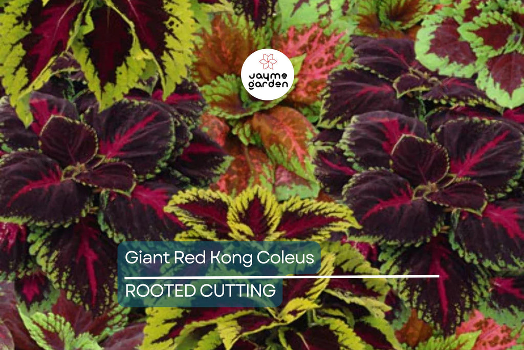 Giant Red Kong Coleus Rooted Plant | Vibrant Red Foliage | Fast Shipping | Live Flower
