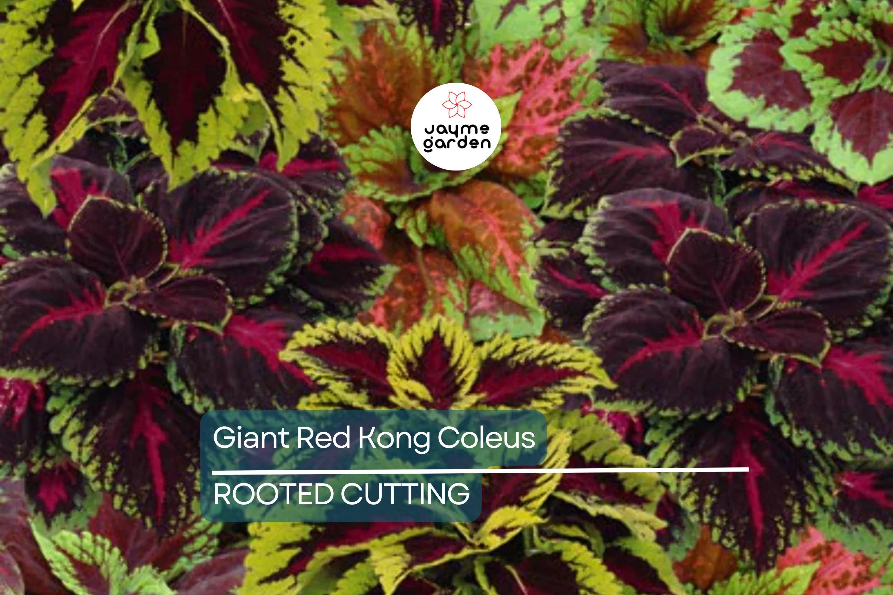 Giant Red Kong Coleus Rooted Plant | Vibrant Red Foliage | Fast Shipping | Live Flower