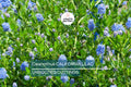Ceanothus California Lilac Cuttings, 3 Unrooted 6” Plants, Fragrant Blue Flowers, Drought-Tolerant, USDA Zones 7-10
