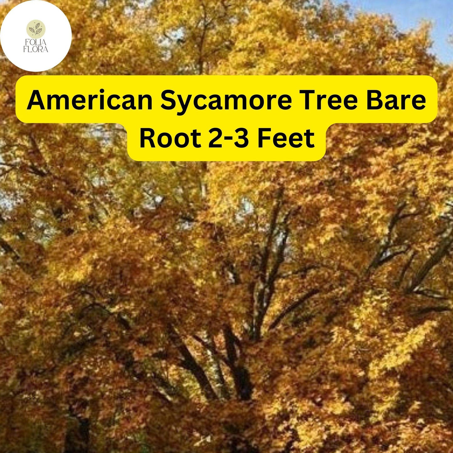 1 Platanus occidentalis American Sycamore Tree - 2-3 Ft Live Bare Root Plant for Zones 4-9 - Fast-Growing Shade Tree