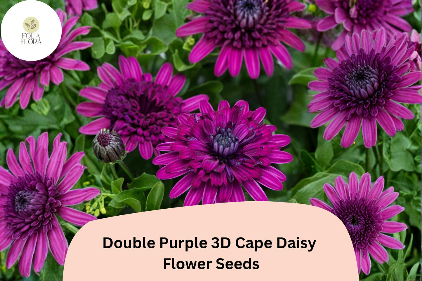 50+ Double Purple 3D Cape Daisy Seeds | Osteospermum ecklonis | Unique Layered Blooms | Garden Flower