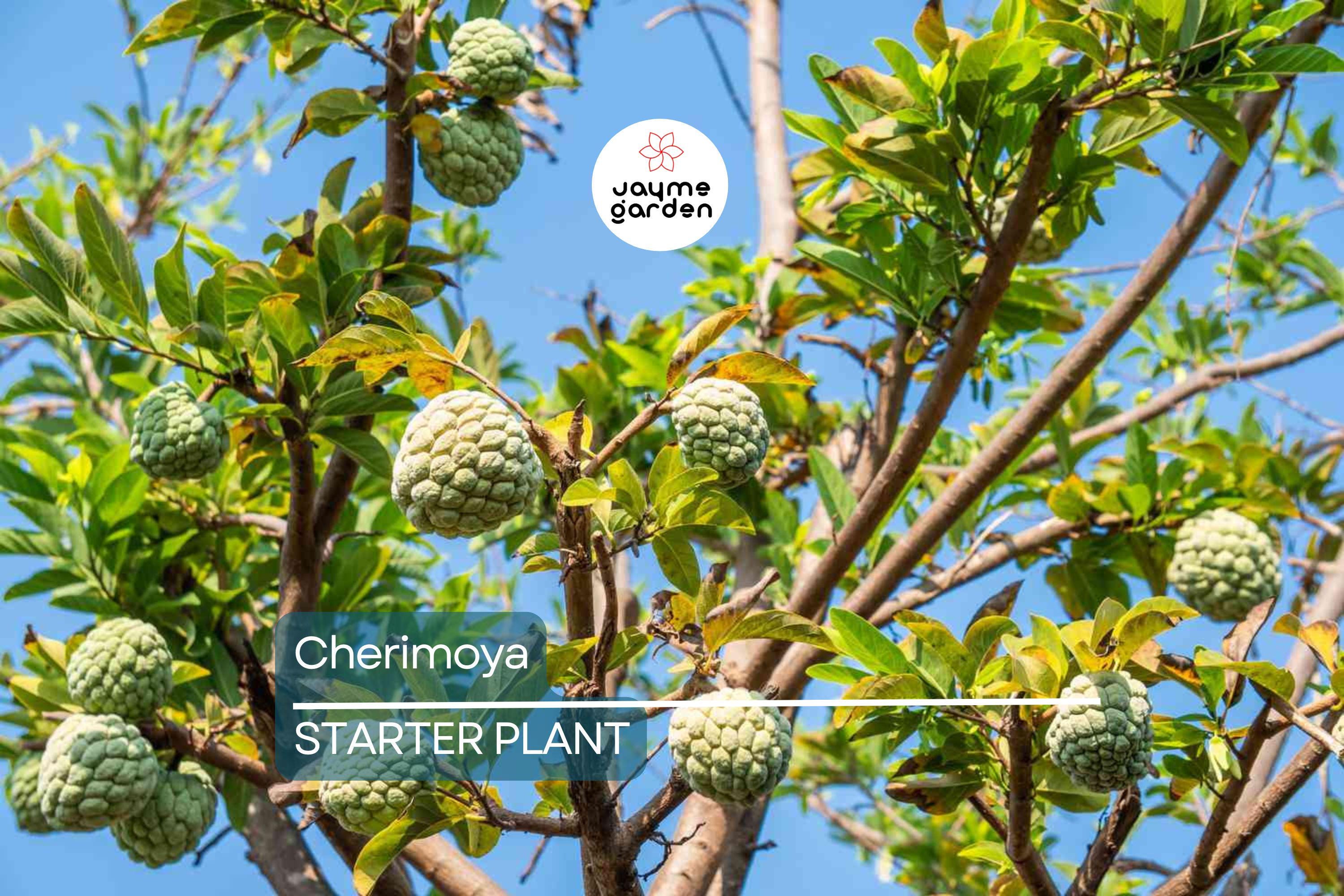 Cherimoya Plant with Pot | 8-Inch Live Seedling | Tropical Fruit Tree | Ready to Plant | Indoor & Outdoor Use | Spring Interest