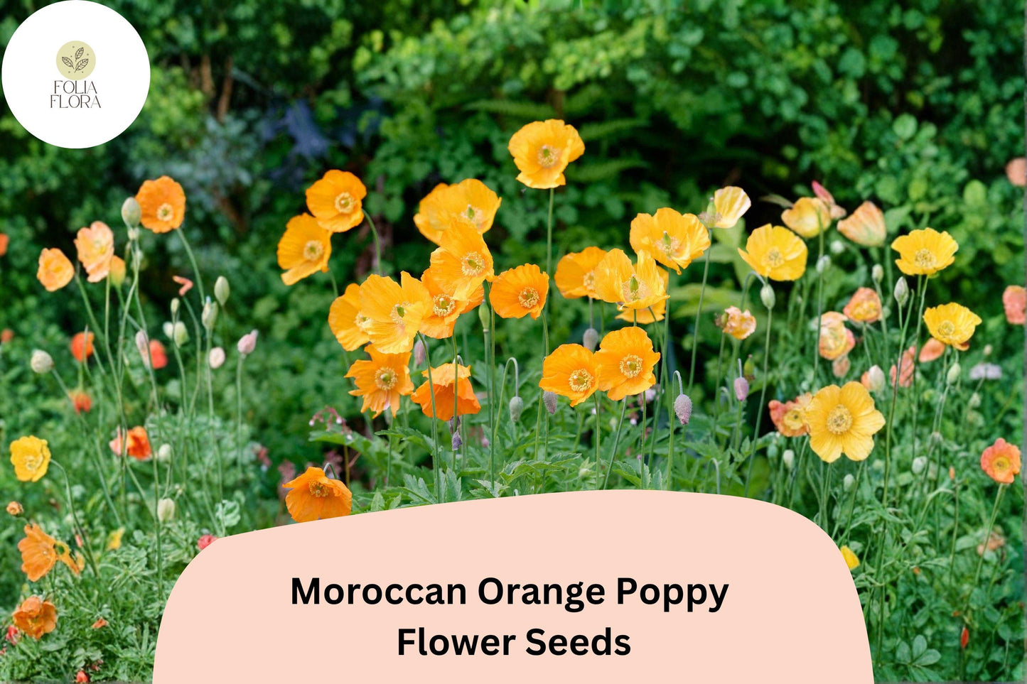200+ Moroccan Orange Poppy Seeds for Garden Planting – Vibrant Orange Blooms, Easy to Grow Wildflowers