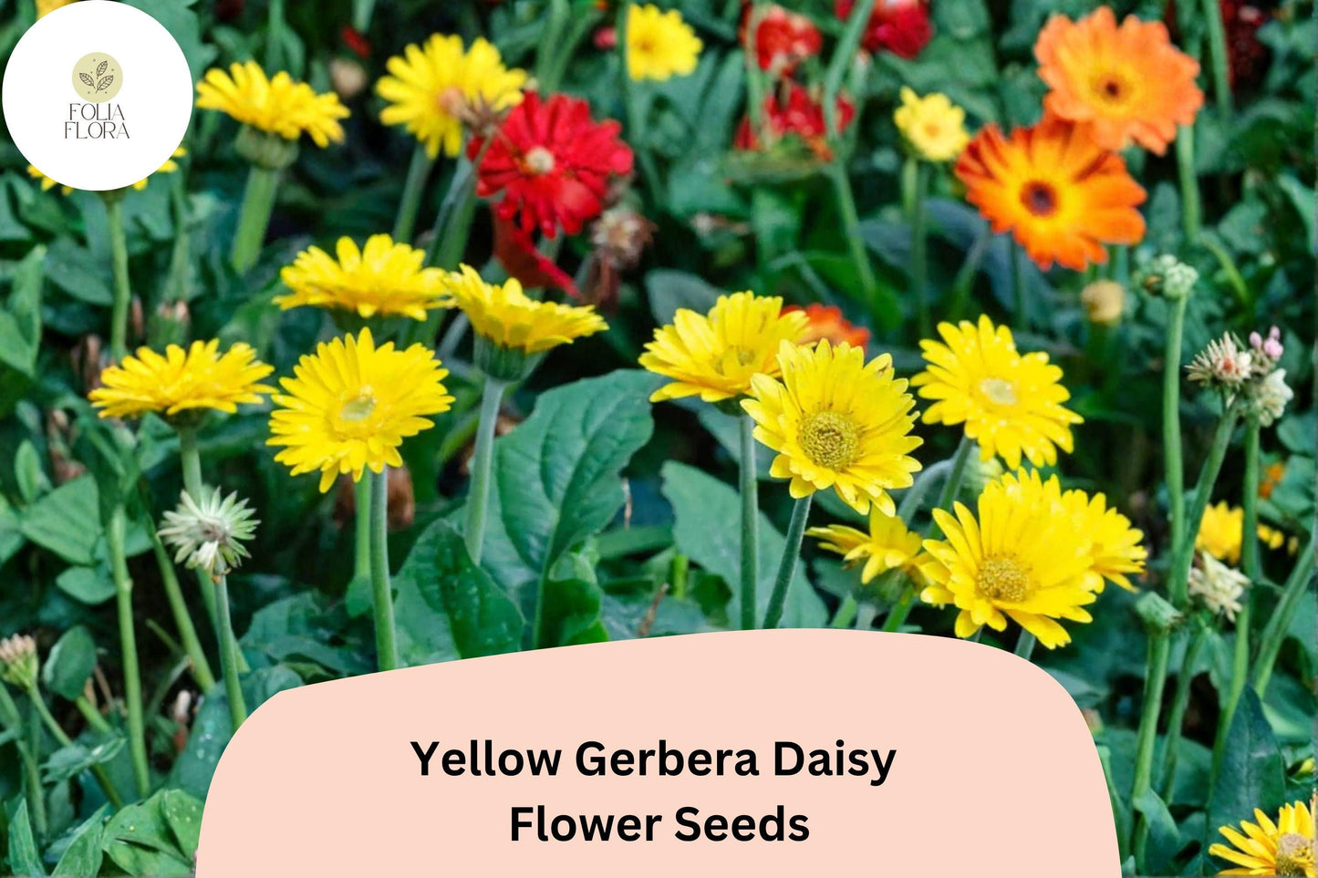 200+ Yellow Gerbera Daisy Seeds | Gerbera jamesonii | Bright Golden Blooms | Long-Lasting Cut Flower for Garden & Pots