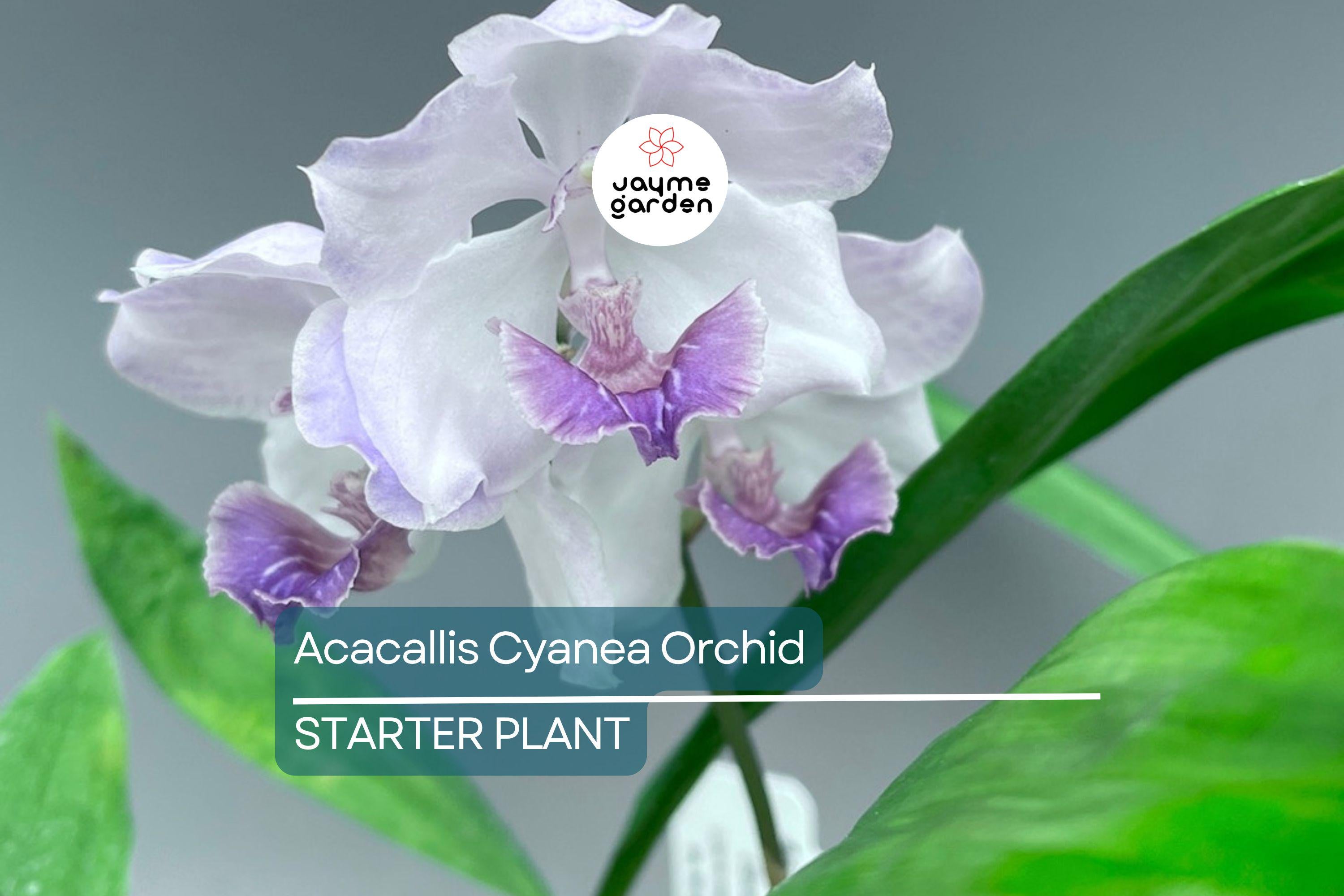 Acacallis Cyanea Orchid Seedling | Fragrant Lavender Flowers | Rare Orchid Species | Live Starter Plant in Pot