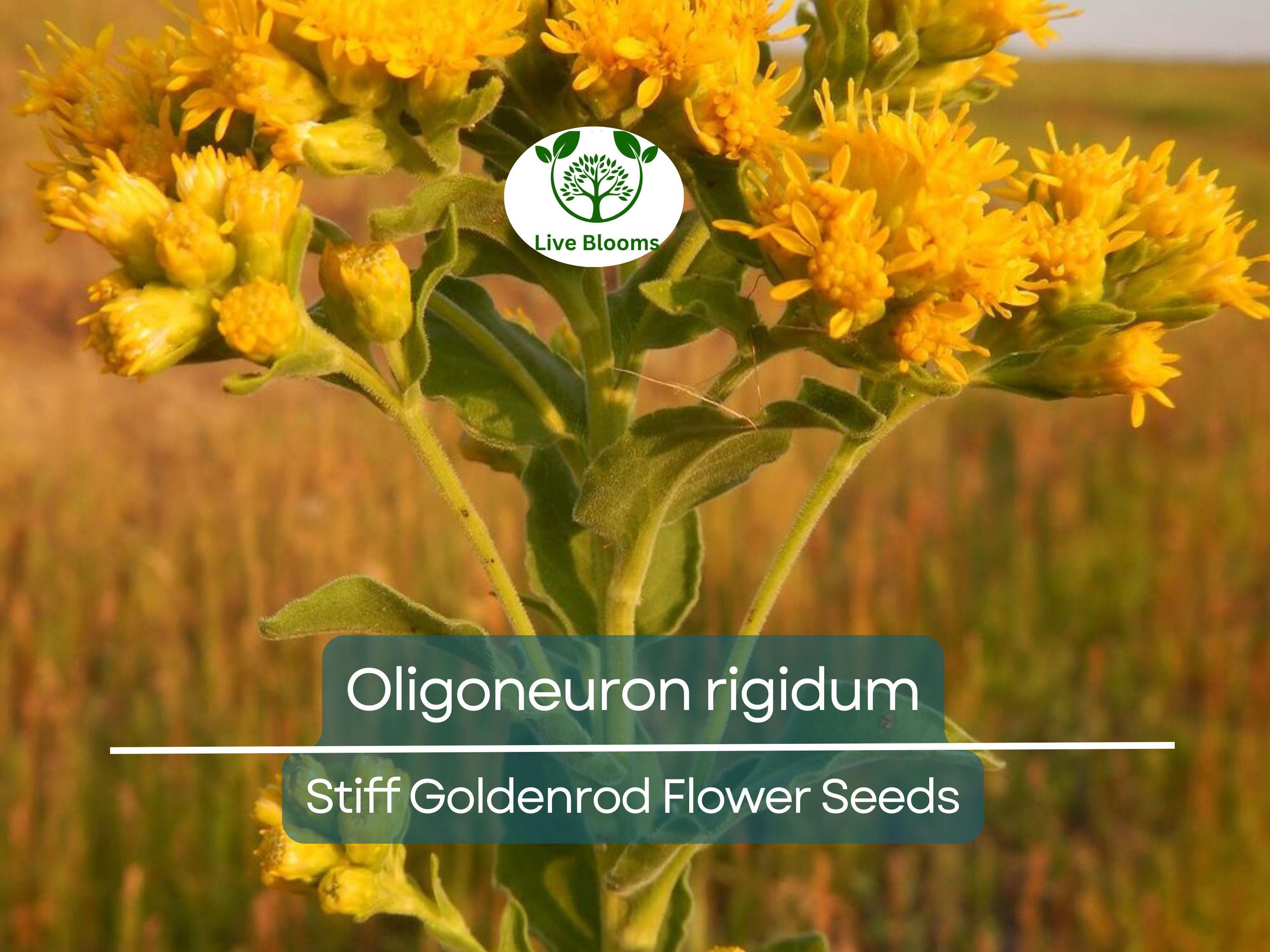 700 Oligoneuron Rigidum Stiff Goldenrod Seeds, Perennial Wildflower, Native, Yellow Blooms, Pollinator-Friendly, Garden, Landscape Plant