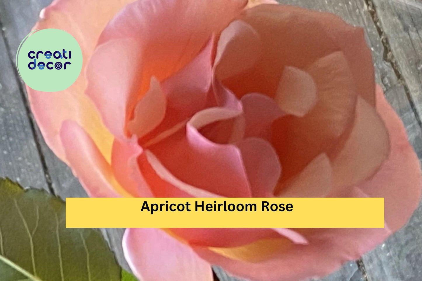 Apricot Heirloom Rose – Six Fresh Stem Cuttings for Propagation – Fragrant Vintage Garden Rose with Soft Apricot Blooms