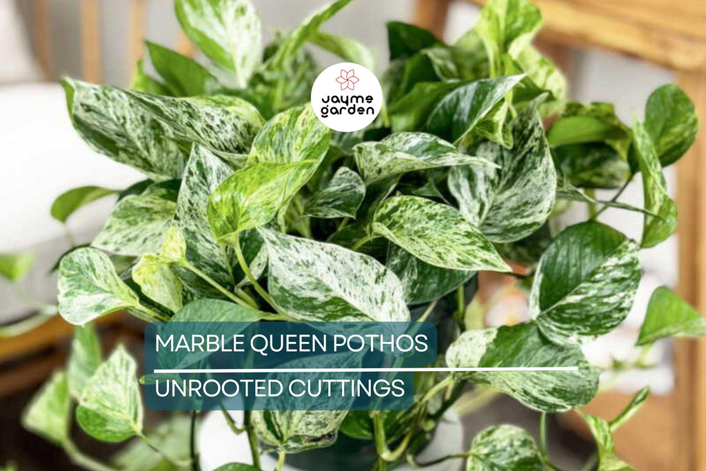 Marble Queen Pothos 5 Node Cutting - Variegated Philodendron Plant, Fresh USA Seller