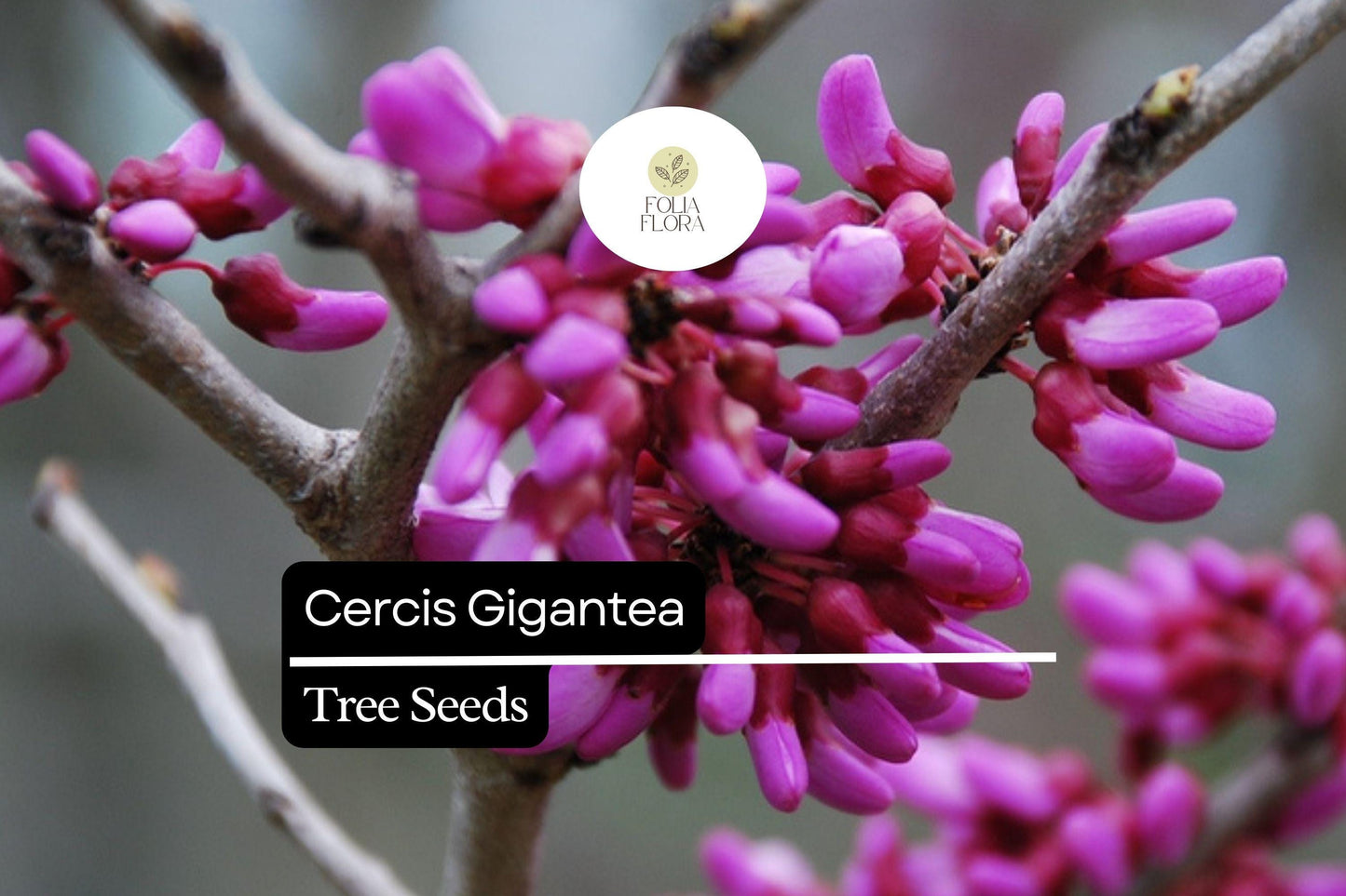 10 Seeds Cercis Gigantea, Giant Redbud Tree, Rare Ornamental Deciduous Tree with Pink Blossoms
