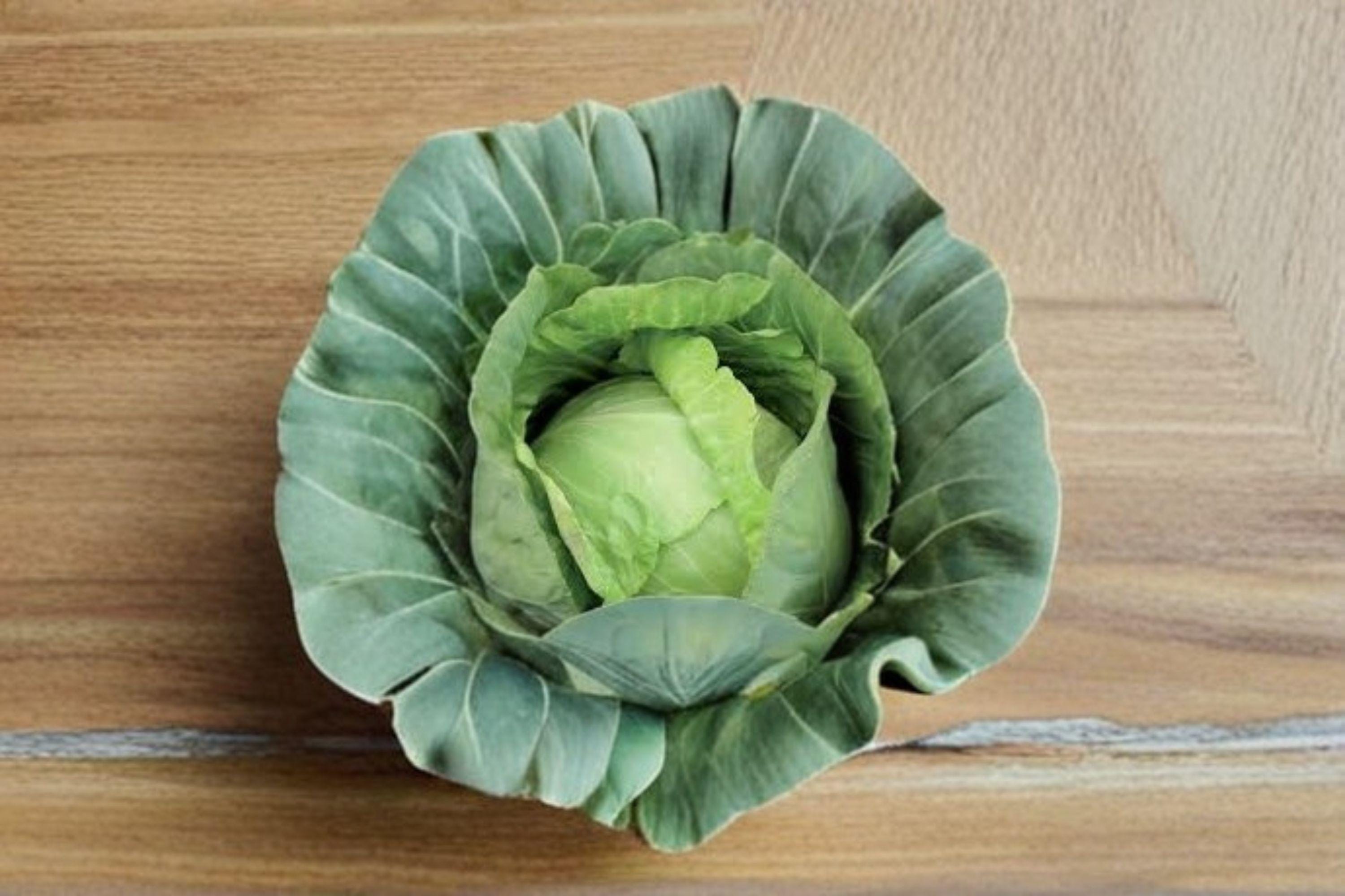 Cabbage – Copenhagen Market 250 Seeds | Heirloom Green Cabbage | Early & Cold-Hardy | Sweet, Dense Heads