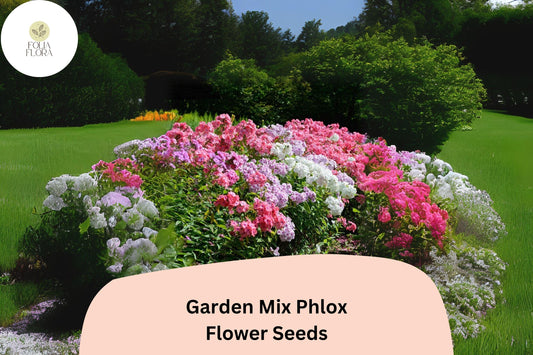 100+ Garden Mix Phlox Seeds for Planting | Phlox drummondii Annual Flower Mix | Colorful Blooms for Beds, Borders & Containers