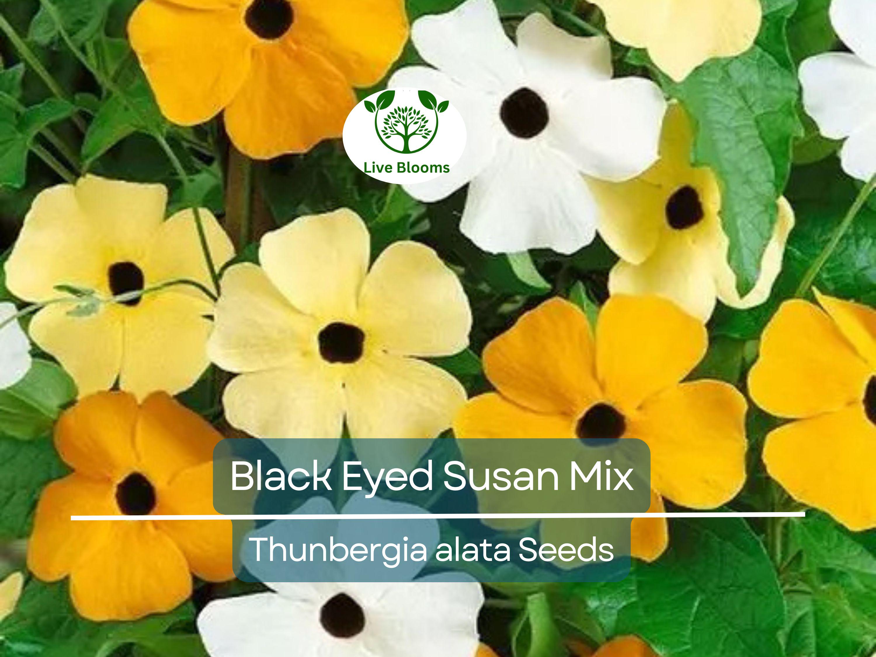 50 Seeds Black Eyed Susan Vine Mixed Colors – Non-GMO, Tender Perennial, Attracts Pollinators, Vibrant Flowers for Gardens & Trellises