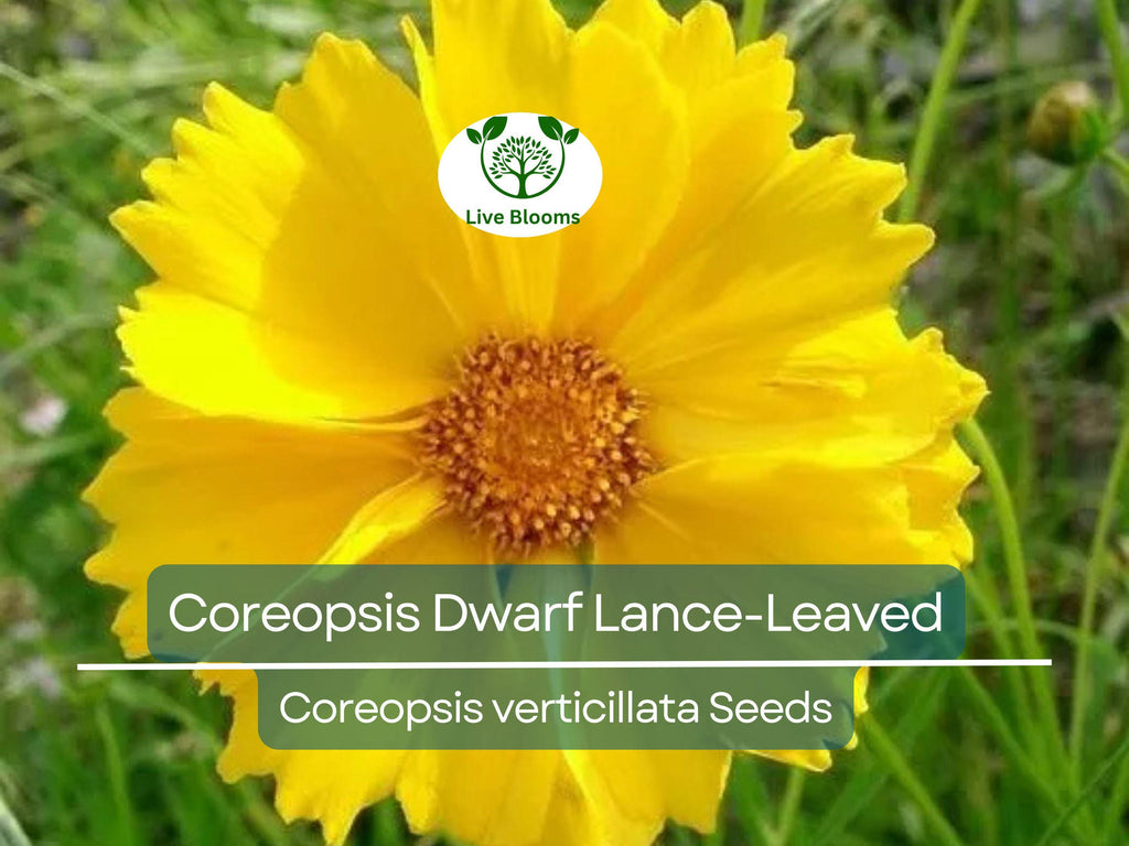500 Seeds Coreopsis Dwarf Lance-Leaved Tickseed Perennial Non-GMO Butterflies Flower, Coreopsis verticillata, Yellow Garden Plants