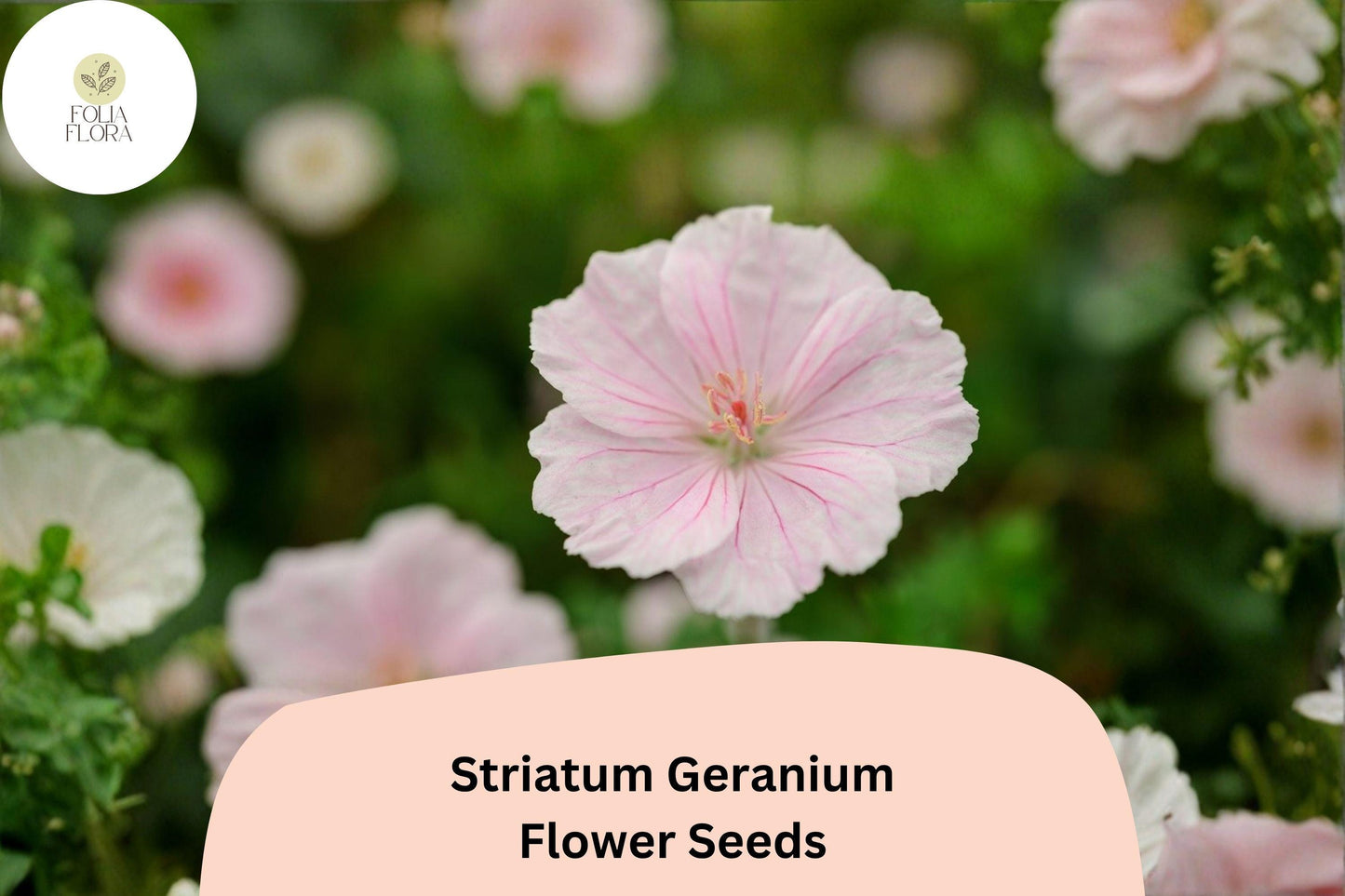25+ Striatum Geranium Seeds | Hardy Perennial Cranesbill | Pink Blooms for Garden Beds, Borders & Ground Cover